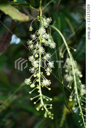 クロトン 花 沖縄 植物の写真素材