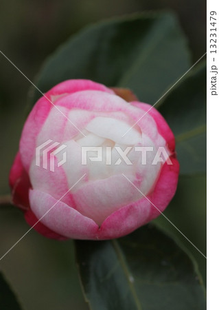 山茶花 つぼみ 朝倉 さざんかの写真素材