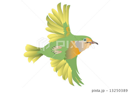 飛ぶ 野鳥 イラスト キャラのイラスト素材