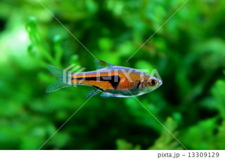 ラスボラ エスペイの写真素材