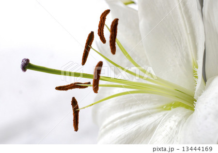 百合 雌しべ おしべ カサブランカの写真素材