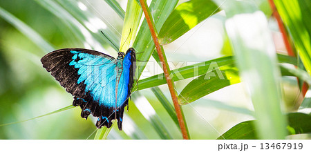 ユリシス 蝶の写真素材