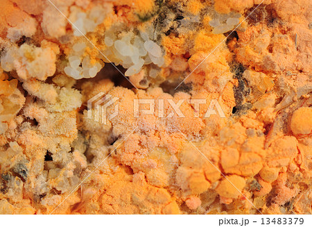 真菌 カビ オレンジ オレンジ色の写真素材