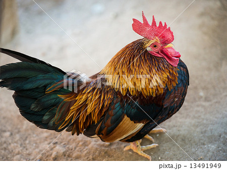 ニワトリ にわとり 鶏 チャボの写真素材 - PIXTA