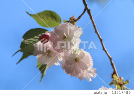 大鹿桜の写真素材