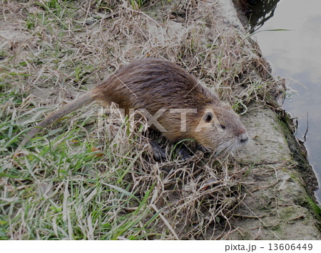 ヌートリア 愛知県 外来生物 害獣の写真素材 , PIXTA