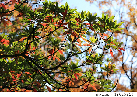 ホルトノキ 常緑樹の紅葉 常緑樹 ほるとのきの写真素材