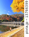 11月京都 嵐山渡月橋と紅葉の写真素材