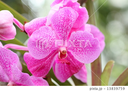 花 蘭 パンダ 洋らんの写真素材