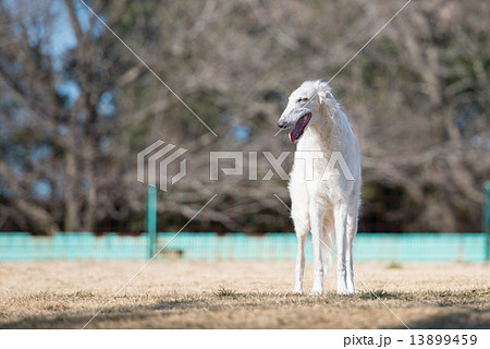 ロシアンウルフハウンド 大型犬の写真素材