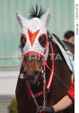 馬 メンコ シャドーロール 競走馬の写真素材