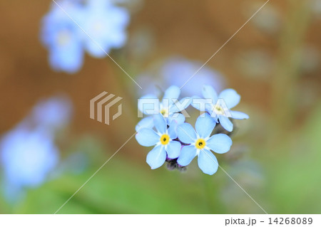 シンワスレナグサの写真素材