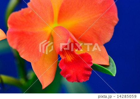 洋蘭 カトレア オレンジ色の写真素材 - PIXTA
