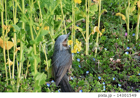 ツムギ 鳥の写真素材 Pixta