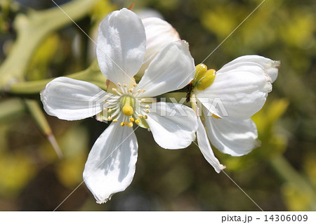 からたちの花 白い花 開花の写真素材
