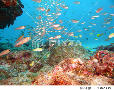 トロピカルフィッシュ 小魚 海水魚 奄美大島の写真素材
