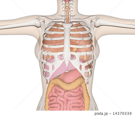 リアル 内臓 透過 人体のイラスト素材