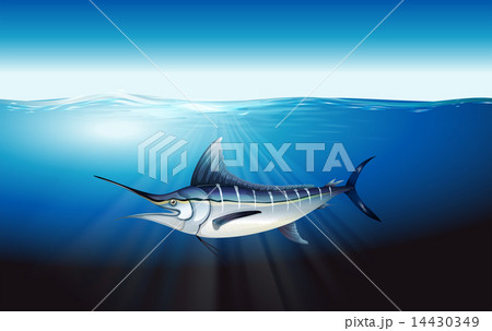 値下げ(^^)特大カジキ ストライプマーリン剥製 魚拓グラスファイバー ブラックマーリンの写真素材 - PIXTA