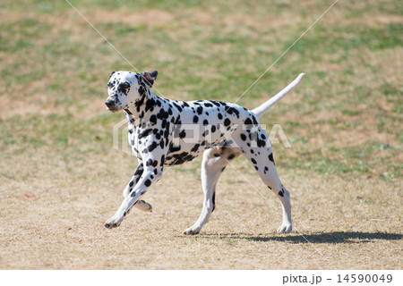 ダルメシアン 走る 犬 ブチの写真素材