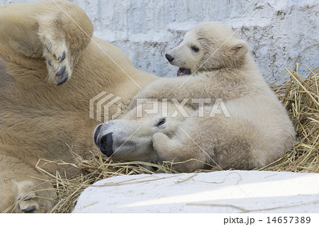 シロクマ 小熊 子グマ ホッキョクグマの写真素材 - PIXTA