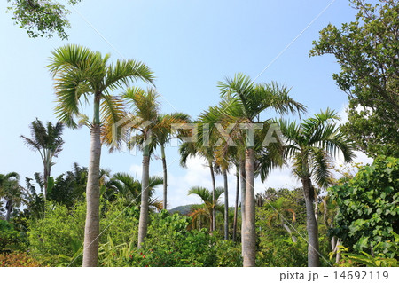 トックリヤシモドキの写真素材