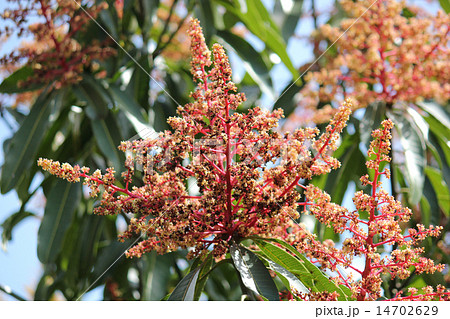 マンゴーの花の写真素材