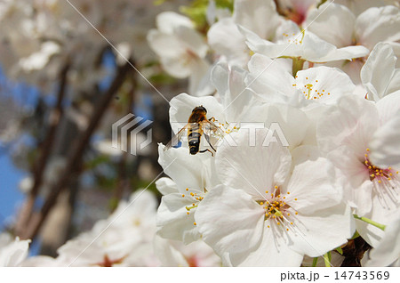 桜 蜂 蜜蜂 受粉の写真素材 Pixta