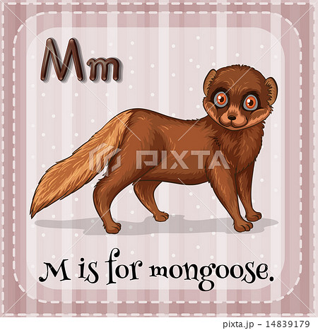 マングース マングース科 動物 Mのイラスト素材