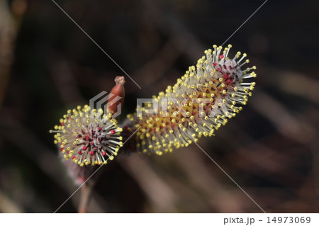 ネコヤナギ 猫柳 春 花粉の写真素材