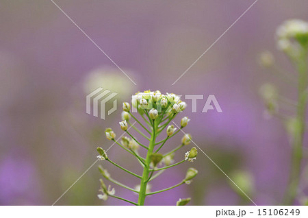 ぺんぺん草の写真素材 - PIXTA