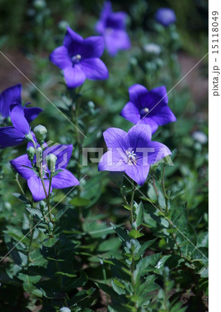絶滅危惧種 秋の七草 青紫色 キキョウ科キキョウ属の写真素材