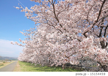 多摩川緑地くじら運動公園 桜並木 多摩川桜 昭島市の写真素材