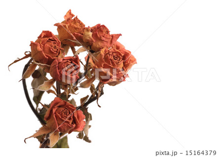 ドライフラワー 薔薇 赤 素材の写真素材