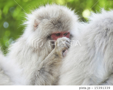 灰色 さる サル 猿の写真素材 - PIXTA
