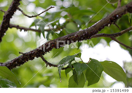 カイガラムシ 梅の木 害虫の写真素材