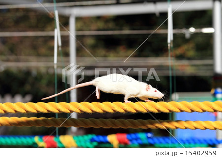 渡る 綱渡り 鼠 二十日鼠の写真素材