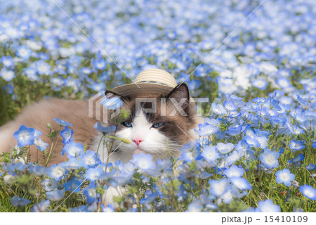 ラグドール 猫 花 ネモフィラの写真素材 - PIXTA