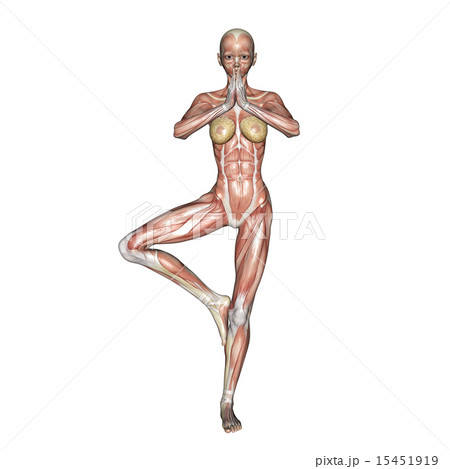 筋肉標本 人物 女性 ヨガのイラスト素材 筋肉標本 人物 女性 ヨガのイラスト素材