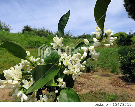 みかんの花の写真素材