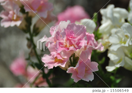 金魚草の仲間の写真素材