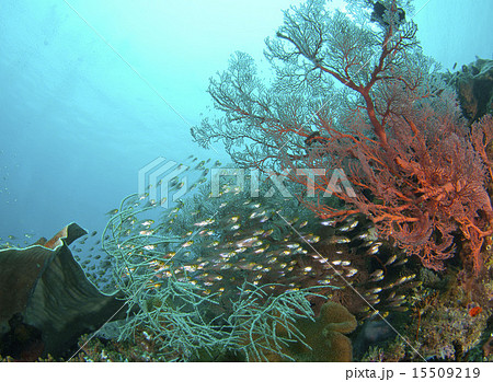 サンゴ イソバナ 赤珊瑚 水中写真の写真素材