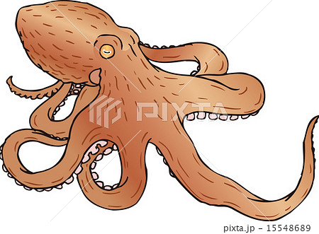 ミズダコのイラスト素材