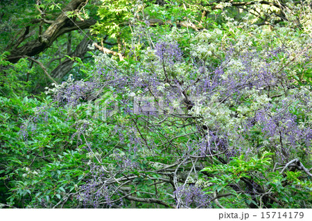 山藤 花 植物 神戸市の写真素材