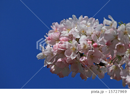 駿河小町 バラ科 花 桜の写真素材