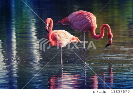 two pink flamingos standing in the water with - Stock Illustration  [106708892] - PIXTA