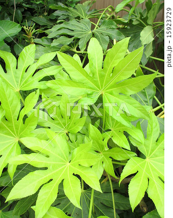 天狗のうちわの写真素材