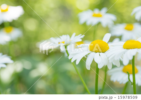 マーガレット 綺麗な花 可愛い花 シベの写真素材