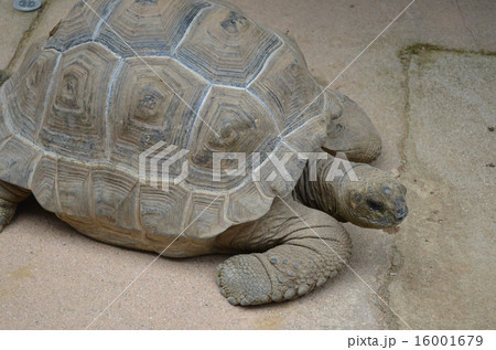 アルダブラゾウガメ ゾウガメ 絶滅危惧種 リクガメの写真素材