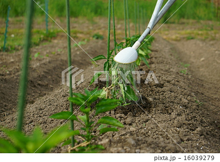 野菜畑 畑 水やり 農作業の写真素材