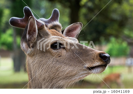 鹿の顔の写真素材